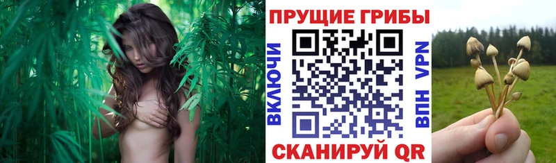 хочу наркоту Тайга Галлюциногенные грибы Psilocybe